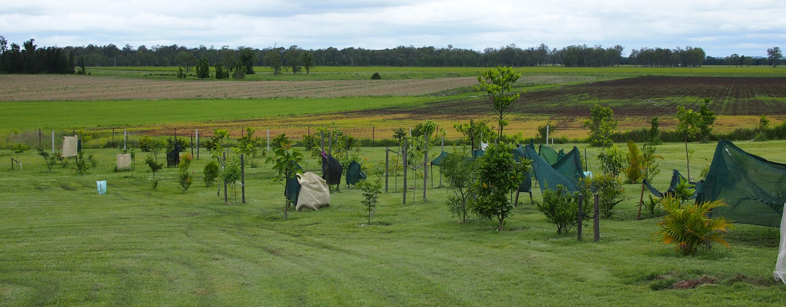 Growing a Rainforest